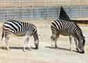 動物図鑑・チャップマンシマウマの写真 19